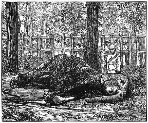 SRI LANKA: ELEPHANT, 1874. A captive mother elephant pining for her calf, who had