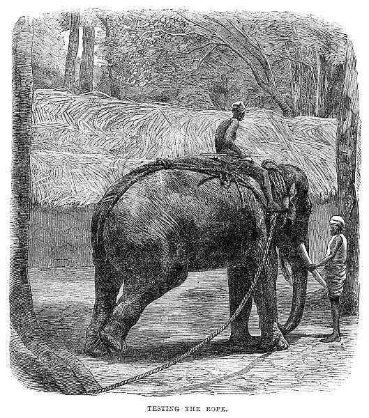 SRI LANKA: ELEPHANT CAPTURE. Testing the Rope of a newly captured elephant. Wood engraving