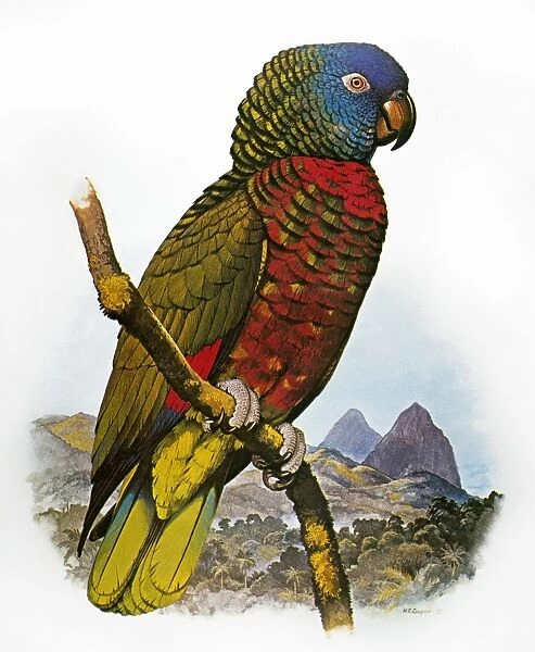 ST LUCIA AMAZON PARROT (Amazona versicolor). Amazon Parrot indigenous to St. Lucia. Illustration by William T. Cooper
