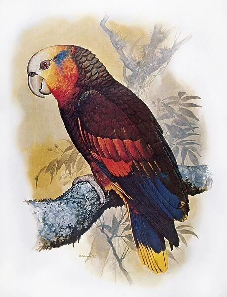 ST VINCENT AMAZON PARROT (Amazona guildingii), indigenous to the island of St. Vincent: illustration by William T. Cooper