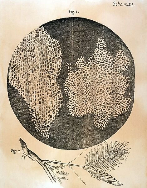 The structure of cork as viewed under a microscope when cut lengthwise (left) and crosswise, showing the cellulae with walls bounding the cells - the first use of the word. Copper engraving from Robert Hookes Micrographia, 1665