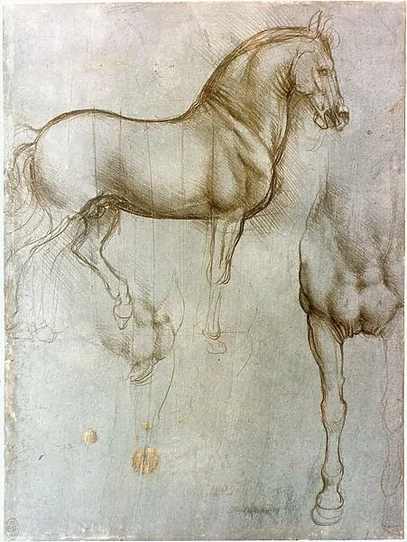 Studies for the equestrian casting for the Sforza monument by Leonardo Da Vinci
