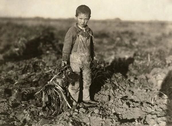SUGAR BEET WORKER, 1915. Six-year old boy pulling beets on his parents farm near Sterling