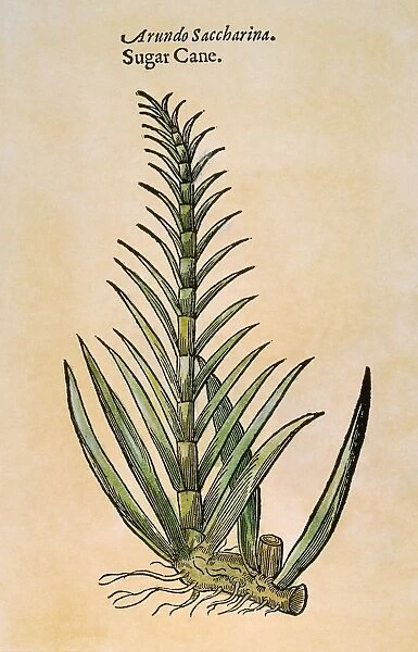 Sugar cane (Saccharum officinarum). Woodcut, 1597, from John Gerards Herball