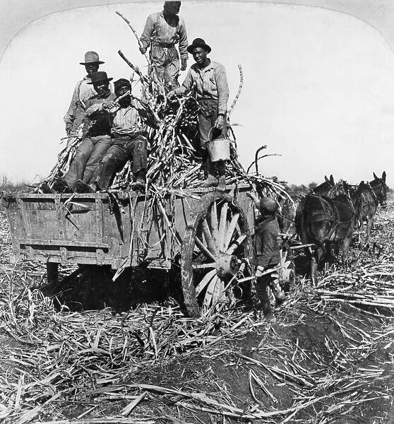 SUGAR PLANTATION, 1901. Men working on a sugar plantation near New Orleans, Louisiana