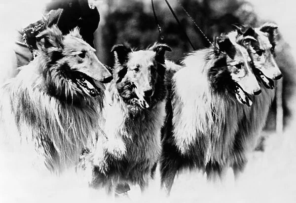 SUNNYBANK COLLIES, c1920. Four collies from the Sunnybank Kennel, including Champion Sigurdson