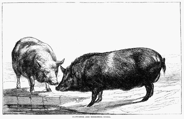 SWINE, 19th CENTURY. Hampshire and Berkshire Boars. Wood engraving, 19th century