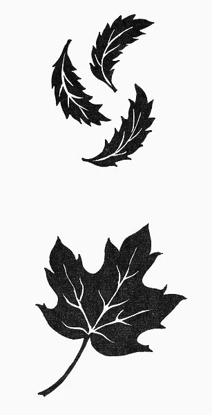 SYMBOLS: AUTUMN. Maple leaf and falling leaves, symbols of autumn. Woodcuts