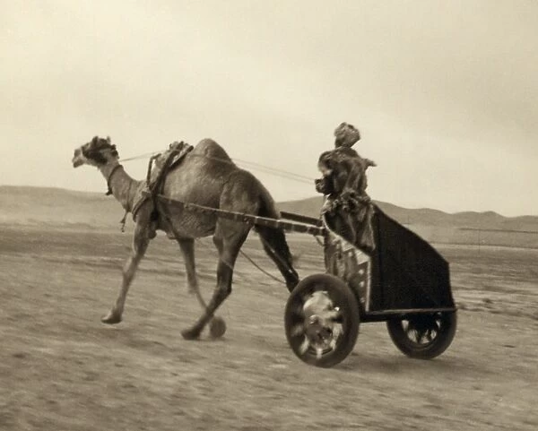 SYRIA: CAMEL RACE, c1938. Participant in a camel-drawn chariot race in Palmyra, Syria. Photograph by John D. Whiting, c1938