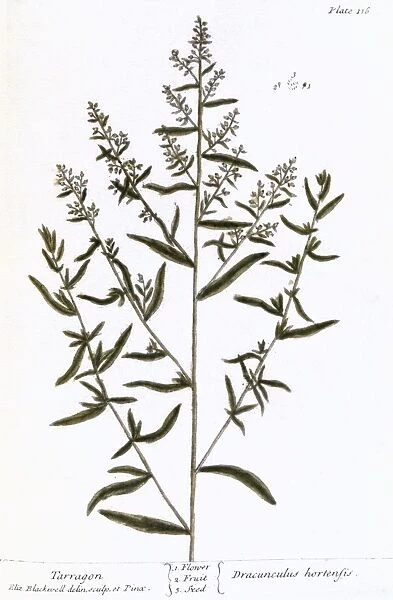 TARRAGON, 1735. The tarragon plant (dracunculus hortensis). Line engraving by Elizabeth Blackwell from her book A Curious Herbal published in London, 1735