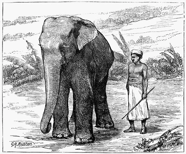 TEMPLE ELEPHANT, 1874. A temple elephant and keeper at Pelmadulla, Sri Lanka. Engraving