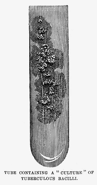 Test tube containing a culture of tuberculosis bacilli grown by Robert Koch. Line engraving, 1890
