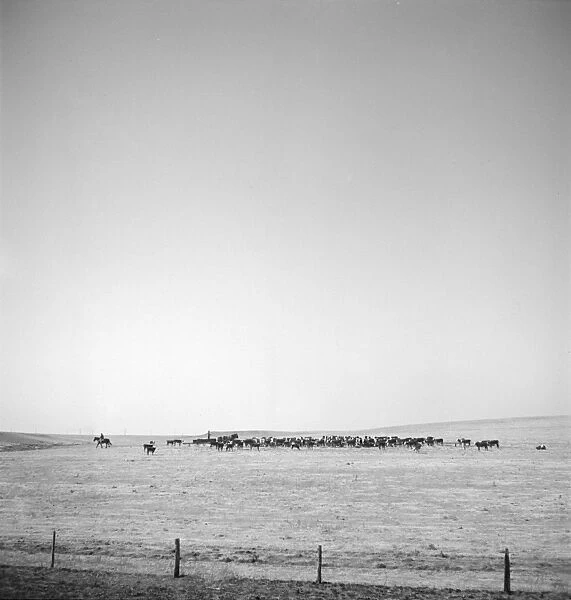 TEXAS: CATTLE RANCH, 1943. Cattle ranch in Codman, Texas. Photograph by Jack Delano