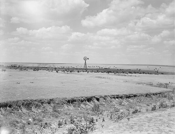 TEXAS: CATTLE RANGE, 1938. Cattle range in the Texas Panhandle. Photograph by Dorothea Lange