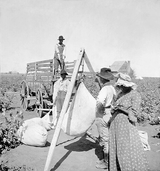 TEXAS: COTTON FIELD, c1904. African American workers weighing cotton in a field in Texas