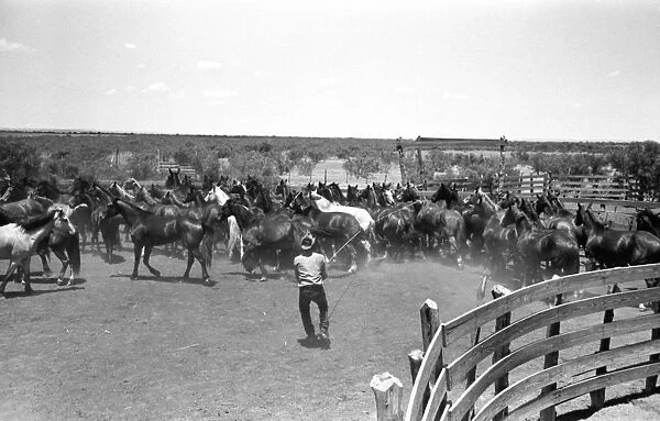 TEXAS: COWBOY, 1939. A cowboy roping a horse in the corral on a cattle ranch near Spur, Texas. Photograph by Russell Lee, May 1939