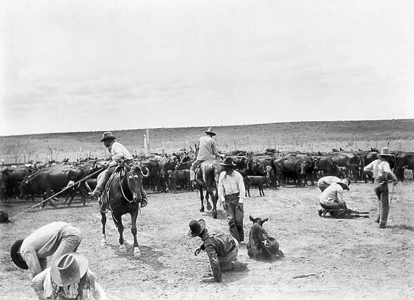 TEXAS: COWBOYS, c1904. A group of cowboys branding cattle on a ranch in Texas. Photograph