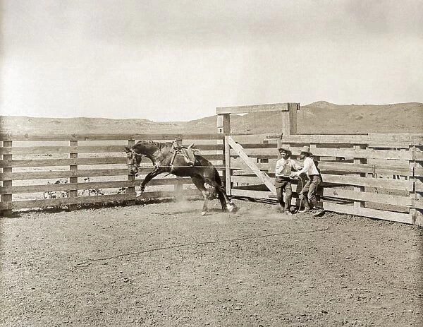 TEXAS: COWBOYS, c1907. Two cowboys breaking a horse in a corral on the LS Ranch in Texas