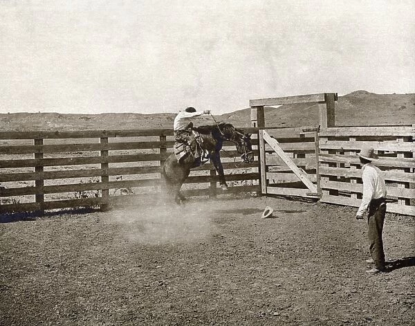 TEXAS: COWBOYS, c1907. Two cowboys breaking a horse in a corral on the LS Ranch in Texas
