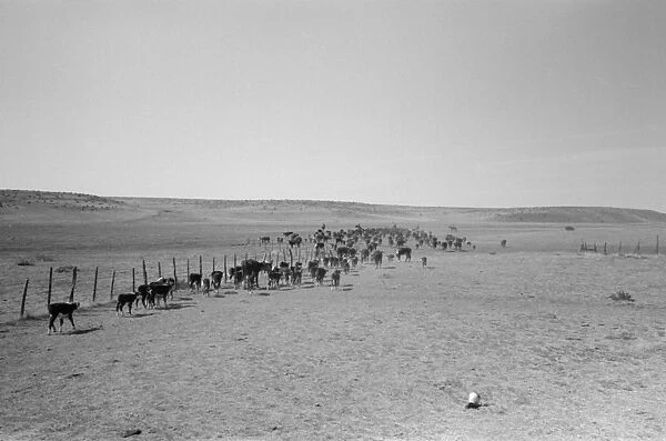TEXAS: ROUNDUP, 1939. Cattle roundup near Marfa, Texas. Photograph by Russell Lee, 1939