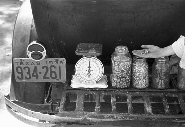 TEXAS: SEEDS, 1939. Jars of seeds for sale on a luggage carrier of an automobile