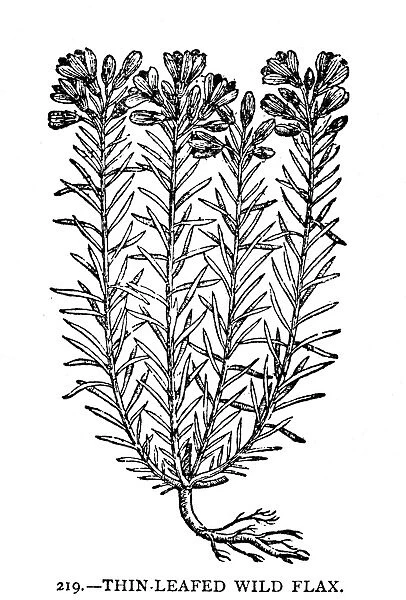 THIN-LEAFED WILD FLAX. Woodcut from John Gerards Herball, 1597
