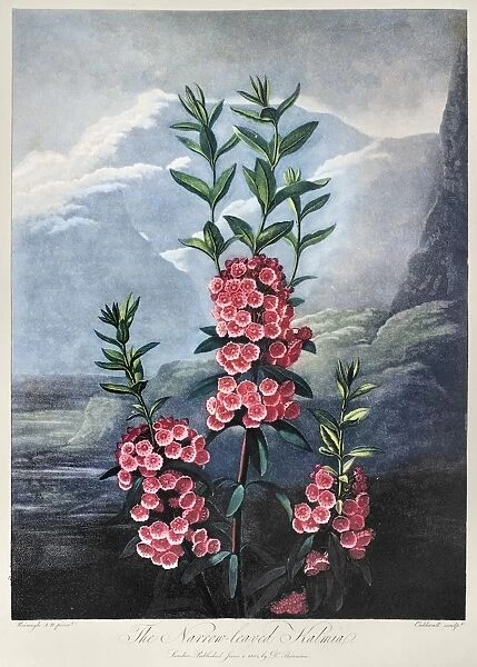THORNTON: KALMIA. The Narrow-Leaved Kalmia (Kalmia angustifolia L. ). Engraving by Caldwell after a painting by Philip Reinagle for The Temple of Flora, by British botanist Robert John Thornton, 1804