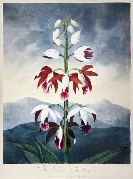 THORNTON: LIMODORON. The China Limodoron (Phaius tunkervillae). Engraving by Landseer after a painting by Peter Henderson for The Temple of Flora, by British botanist Robert John Thornton, 1802