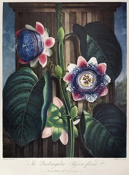THORNTON: PASSION-FLOWER. The quadrangular passion-flower (Passiflora quadrangularis L. ). Engraving by James Hopwood the Elder after a painting by Peter Henderson for The Temple of Flora, by British botanist Robert John Thornton, 1802