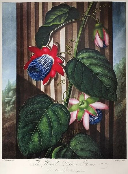 THORNTON: PASSION-FLOWER. The winged passion-flower (Passiflora alata Dryand. ). Engraving by Warner after a painting by Peter Henderson for The Temple of Flora, by British botanist Robert John Thornton, 1802