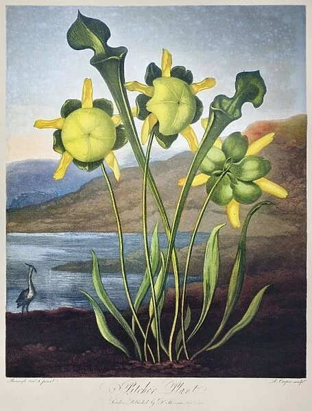 THORNTON: PITCHER PLANT. Pitcher Plant (Sarracenia flava). Engraving by Richard Cooper the Younger after a painting by Philip Reinagle for The Temple of Flora, by British botanist Robert John Thornton, 1803