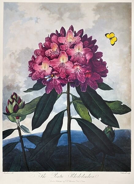 THORNTON: RHODODENDRON. The Pontic Rhododendron (Rhododendron ponticum L. ). Engraving by Caldwall after a painting by Peter Henderson for The Temple of Flora, by British botanist Robert John Thornton, 1802