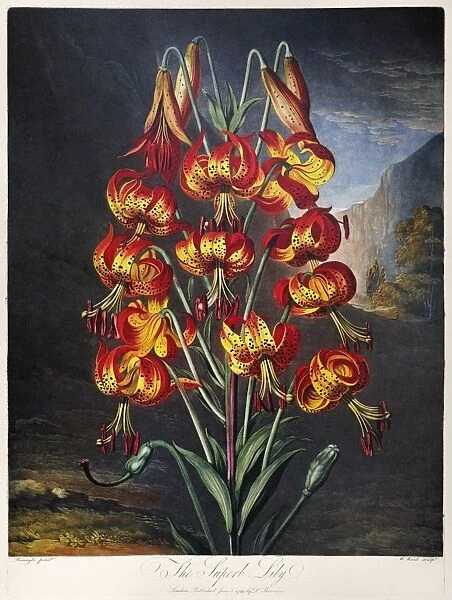THORNTON: SUPERB LILY. The Superb Lily (Lilium superbum L. ). Engraving by William Ward after a painting by Philip Reinagle for The Temple of Flora, by British botanist Robert John Thornton, 1799