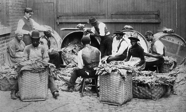 TOBACCO, 19th CENTURY. Workers stemming and drying tobacco by hand. Photograph