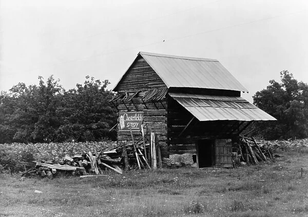 TOBACCO BARN, 1939. A tobacco barn with an advertisement for Chesterfield cigarettes on the side
