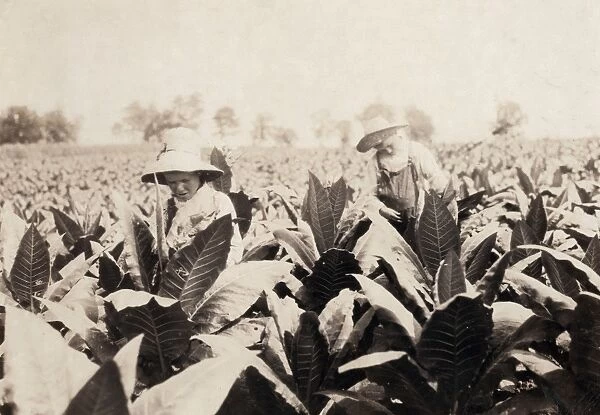 TOBACCO FARMING, 1916. Worming and topping tobacco on a farm at Hedges Station, Kentucky