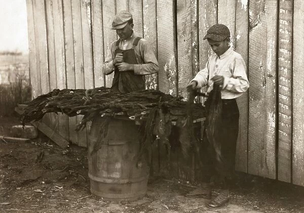TOBACCO HARVEST, 1916. Two boys stripping tobacco on a family farm in Woodburn, Kentucky