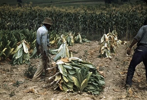 TOBACCO HARVEST, 1940. Workers cutting Burley tobacco and putting it on sticks
