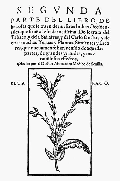 TOBACCO PLANT, 1574. (Nicotiana tabacum)