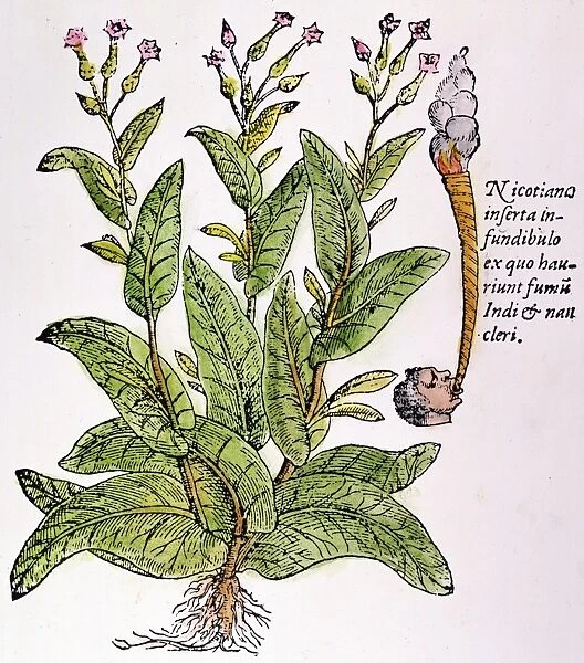 TOBACCO PLANT (Nicotiana tabacum), with the oldest printed picture of a cigar. Woodcut from Matthaeus Lobelius Stirpium adversaria nova, 1576