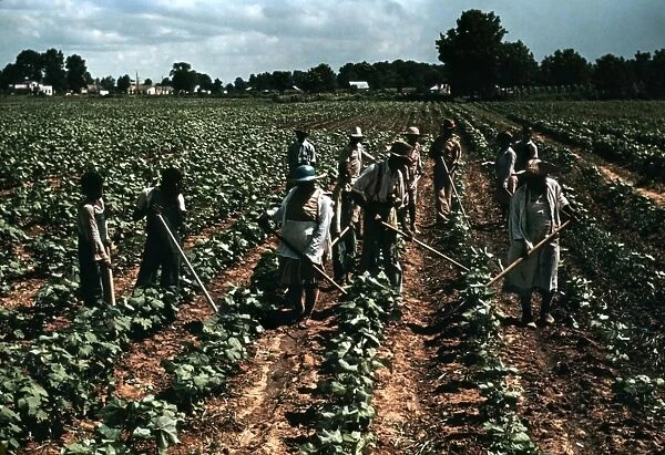 TOBACCO PLANTATION, 1940. African American laborers at work in a field at the Bayou