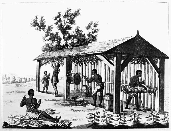 TOBACCO PLANTATION. Native Caribbean men curing tobacco leaves and winding them into rope