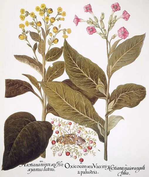 TOBACCO RUSTICA, 1613. Yellow-flowered wild tobacco (Nicotiana rustica), left, cranberry in fruit (Vaccinium oxycoccus), center, and tobacco (Nicotiana): engraving for Basilius Beslers Florilegium, Nuremberg, 1613