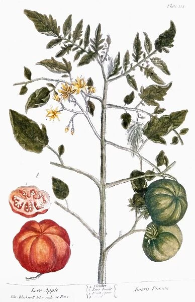 TOMATO PLANT, 1735. Tomato (poma amoris). Line engraving by Elizabeth Blackwell from her book A Curious Herbal published in London, 1735