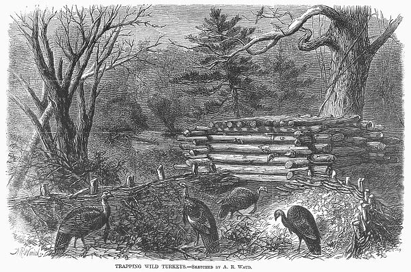 TRAPPING WILD TURKEYS, 1868. Wood engraving after a sketch by Alfred A. Waud, 1868