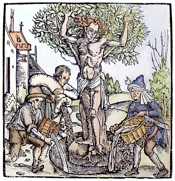 TREE OF LIFE, 1515. Yggdrasil, the Tree of Life in Norse-Teutonic mythology. Woodcut