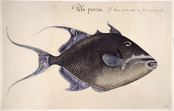 TRIGGER-FISH, 1585. Balistes vetula: watercolor, c1585, by John White