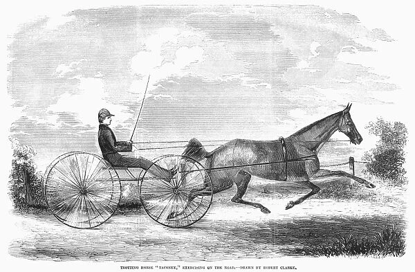 Trotting horse Taconey, exercising on the road. Wood engraving, American, 1853