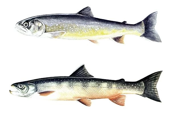 TROUT. The Sunapee trout (Salvelinus aureolus), adult female (top) and adult male (bottom)