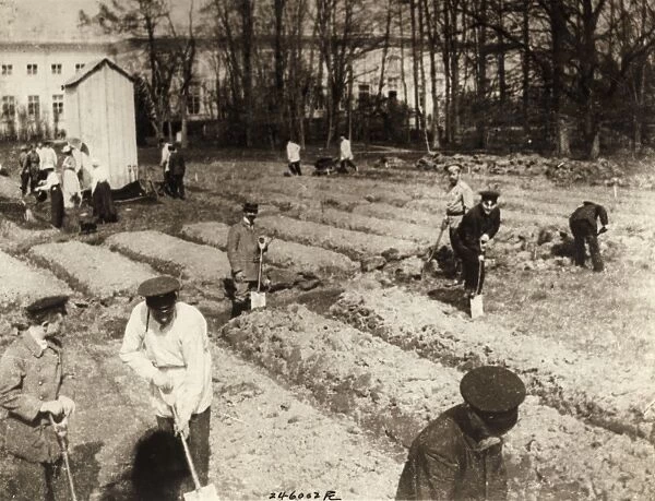 TSARSKOYE SELO, 1917. Tsar Nicholas II, along with his family and staff, working